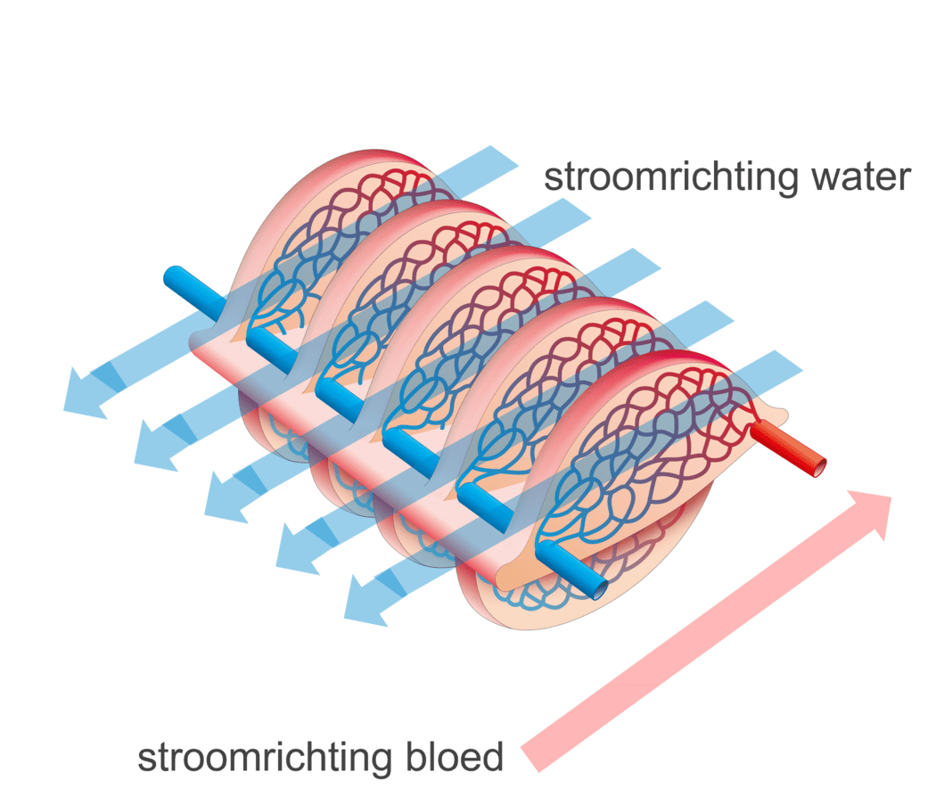 Een illustratie van het tegenstroomprincipe.