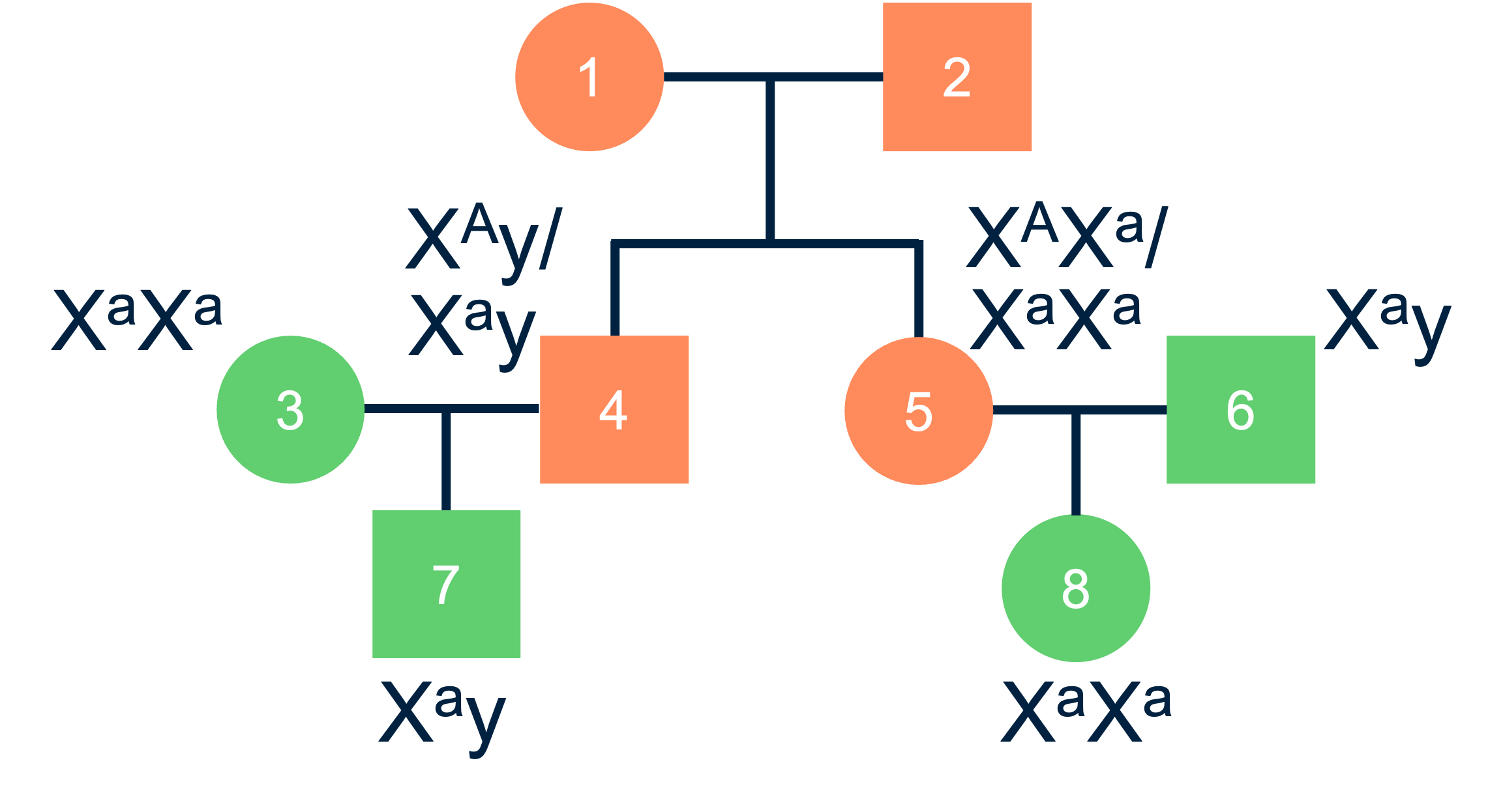Voorbeeld van een stamboom met het fenotype dat wordt bepaald door een X-chromosomale aandoening.