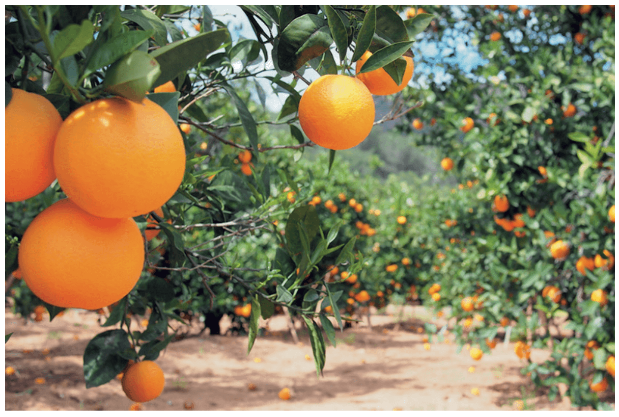 foto 2, boomgaard met sinaasappelbomen