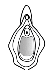 Afbeelding van het maagdenvlies