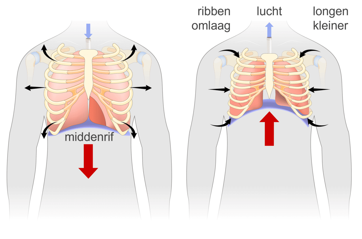 Wat Is Bloed Biologie En Functies Van Bloedcellen Wat Is Bloed Biologie En Functies Van Bloedcellen