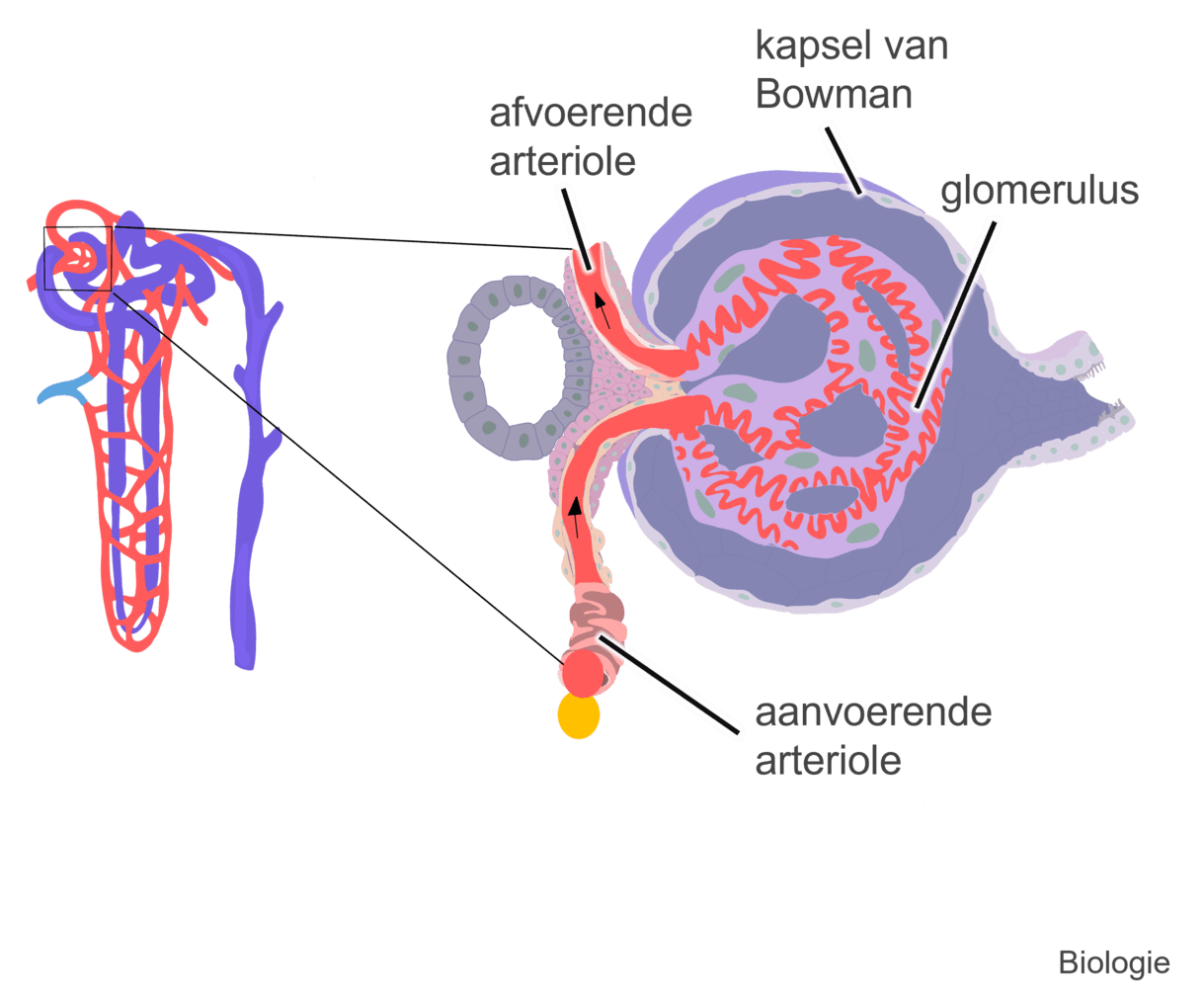 Schematische afbeelding van de afvoerende en aanvoerende arteriole van het kapsel van Bowman.