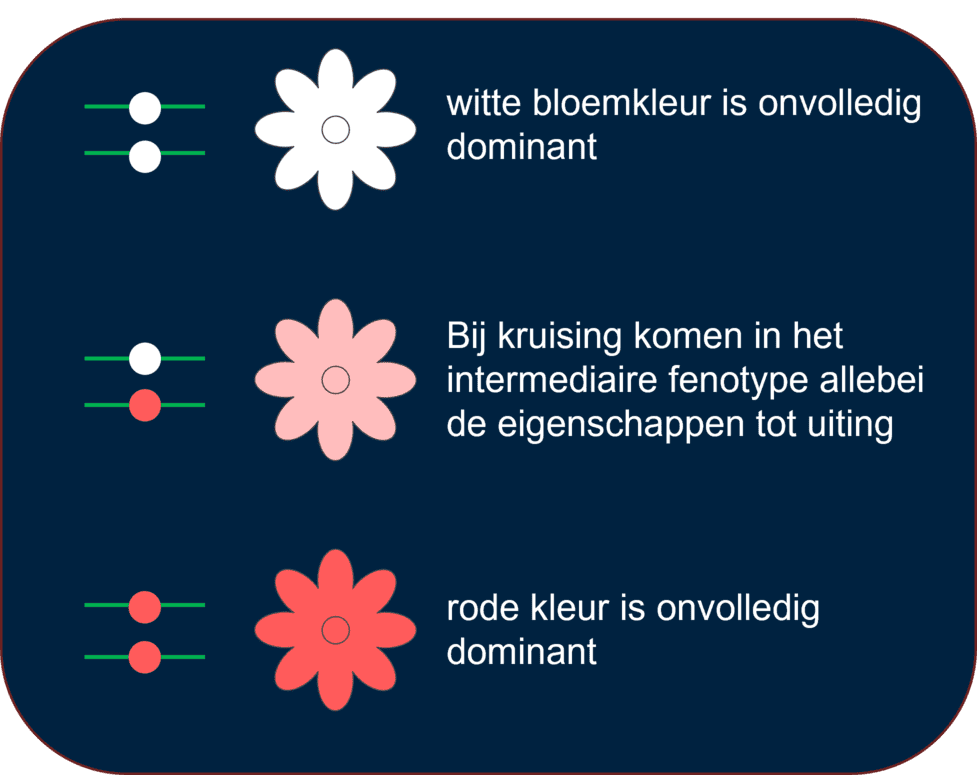 Afbeelding die intermediaire fenotype bij bloemen illustreert.