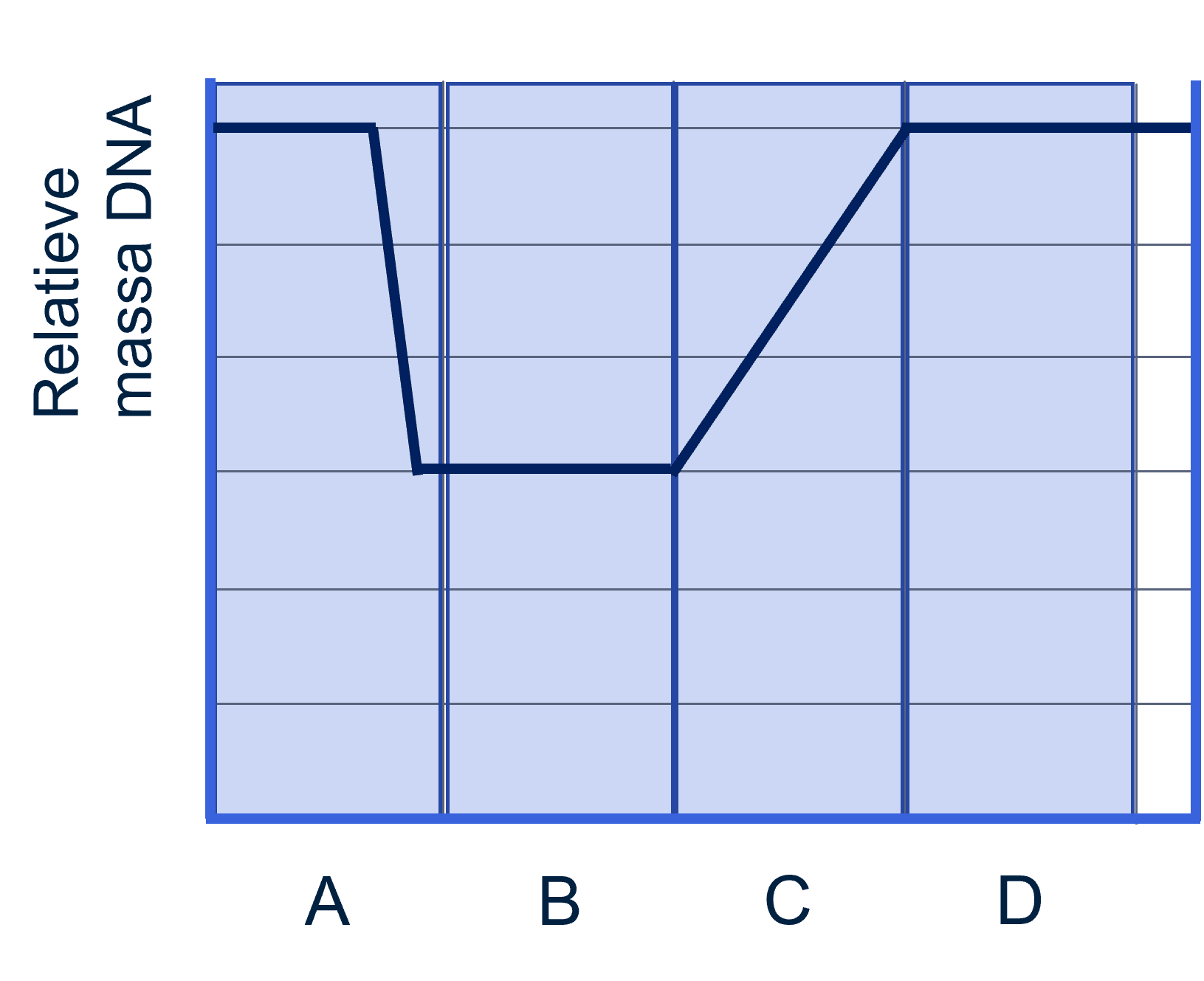 A: M-fase
B: G1-fase
C: S-fase
D: G2-fase
(B, C, D: Interfase)