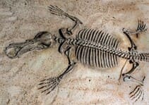 Afbeelding van en fossiel