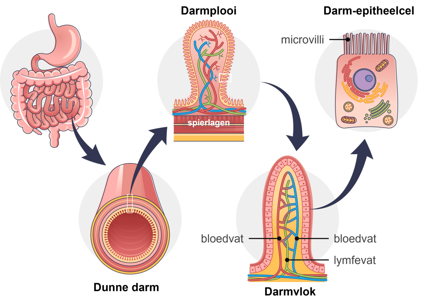 Illustratie van de stappen in de dunne darm.