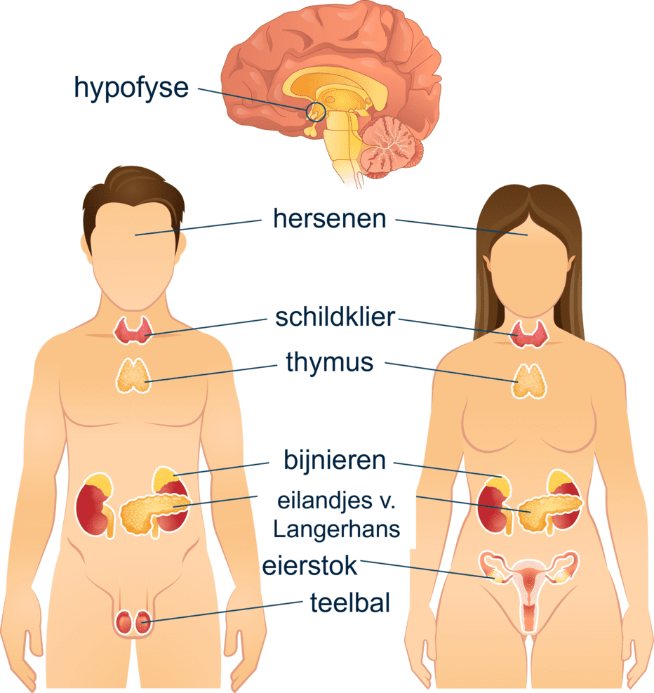 Afbeelding van de algemene anatomie van de locaties van hormoonklieren in het lichaam.