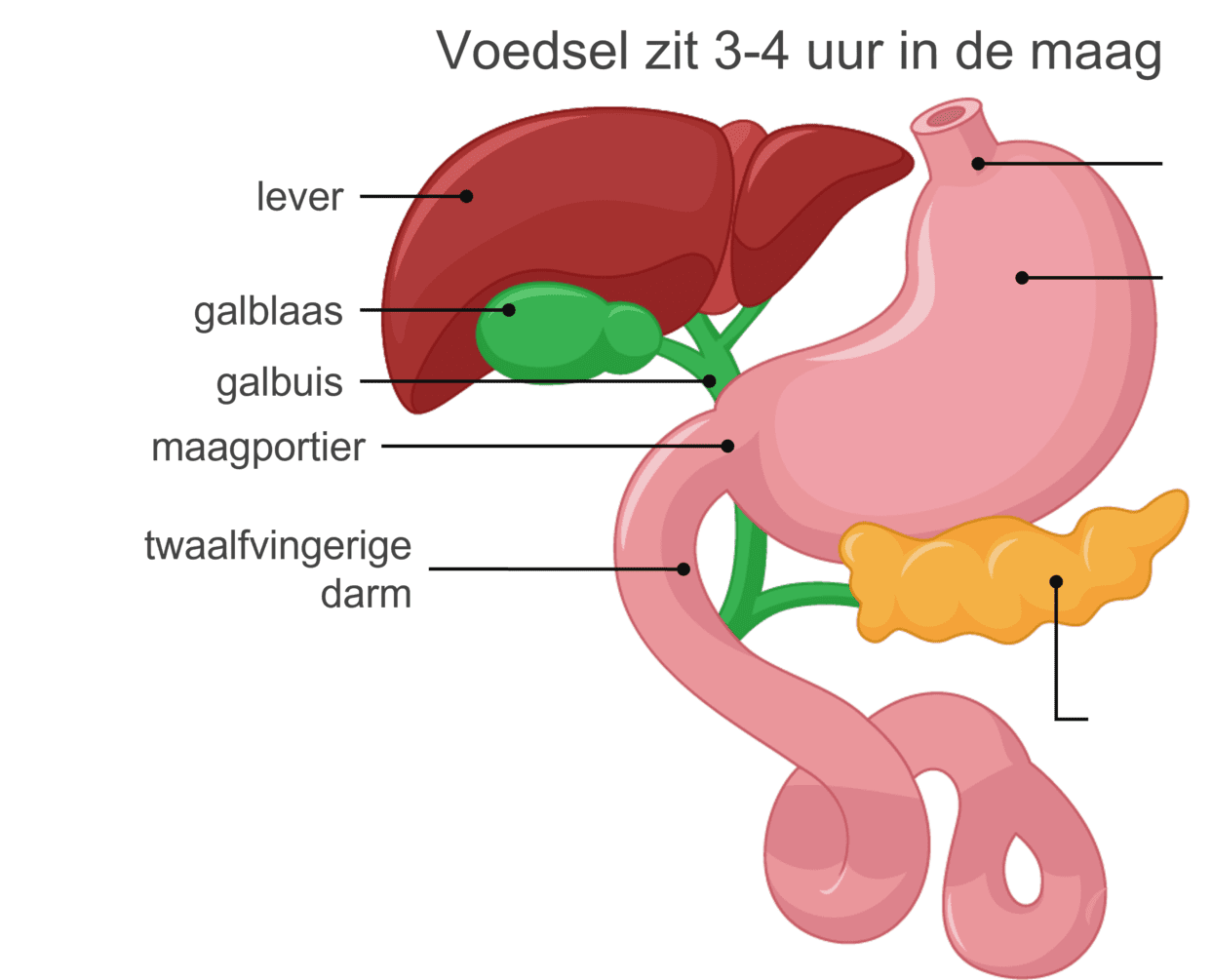 Illustratie van de maag en de twaalfvingerige darm