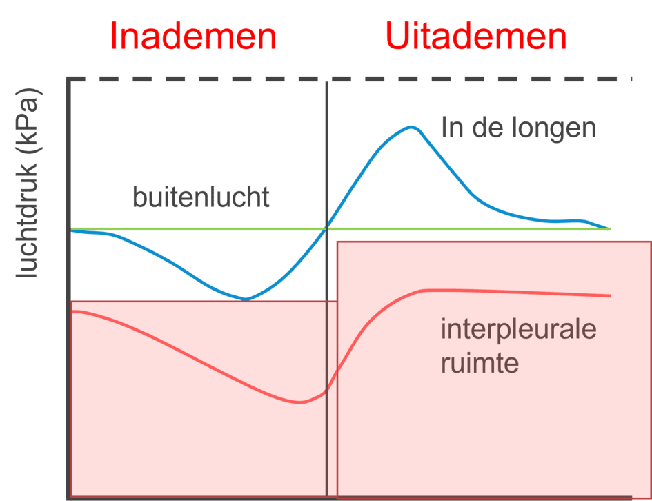 Drukverloop in de interpleurale ruimte