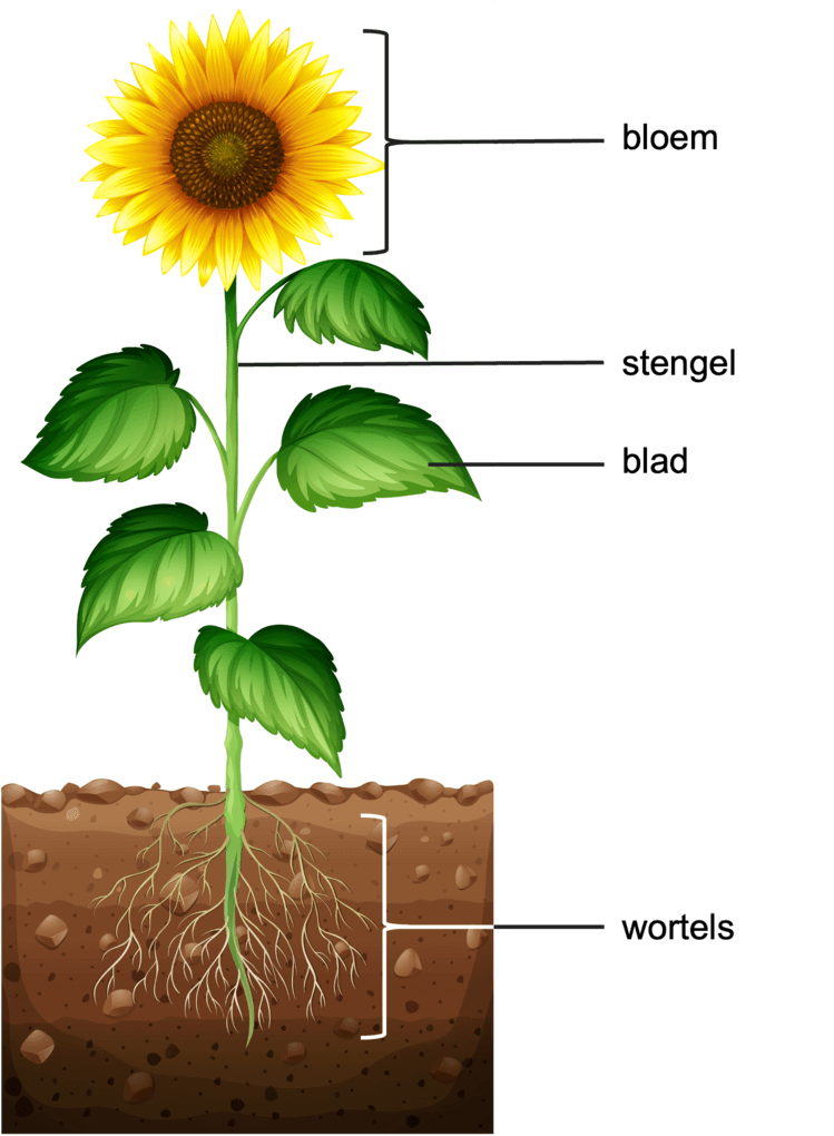 Onderdelen van een plant