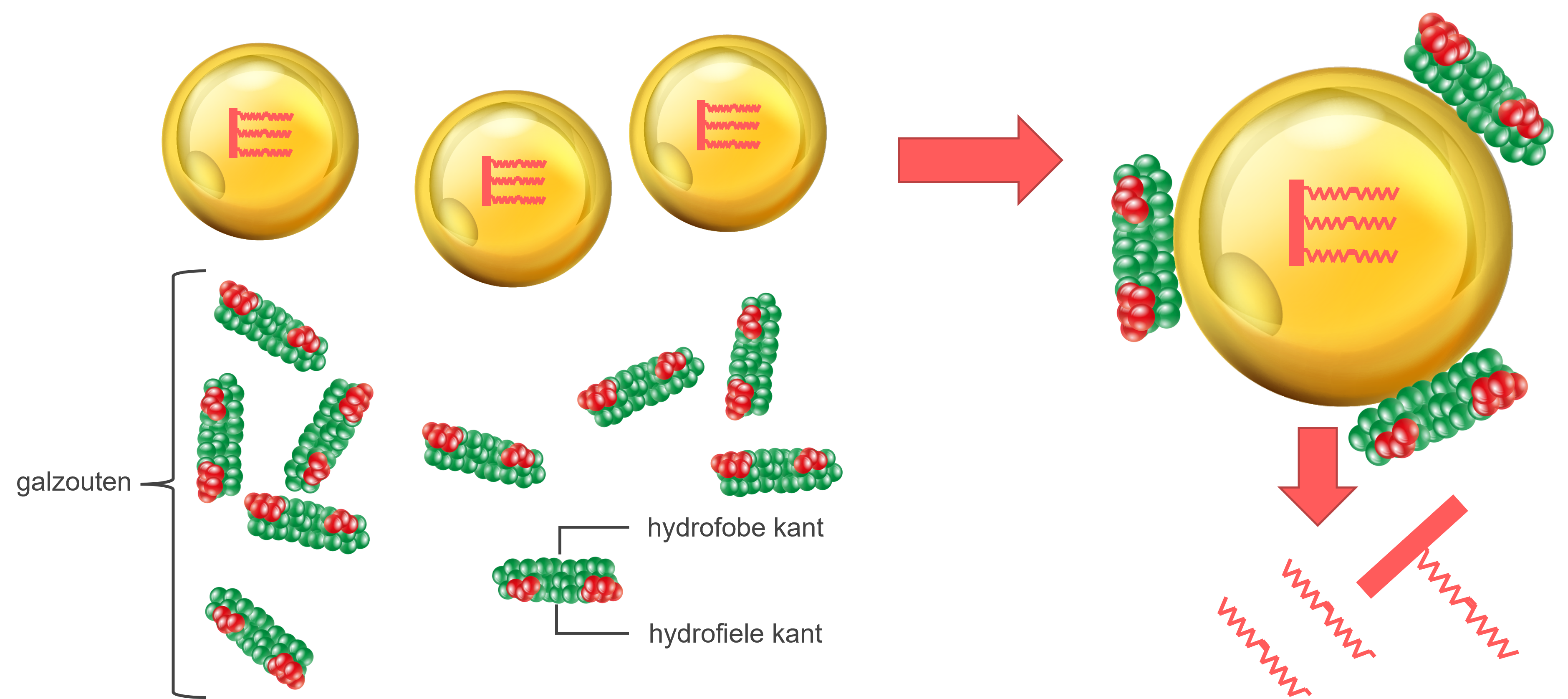 Diagram die de resorptie van vetten weergeeft.