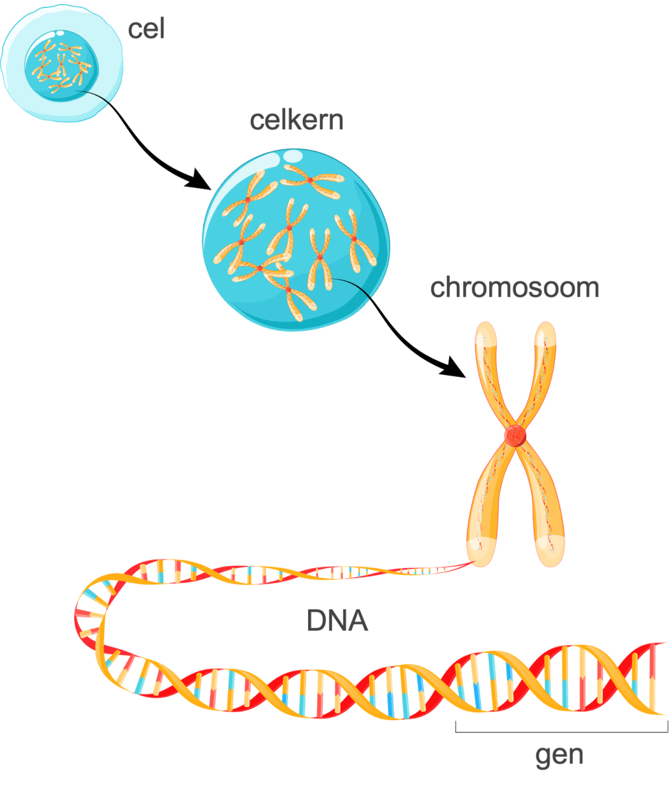 Cel, celkern, chromosoom, DNA & gen