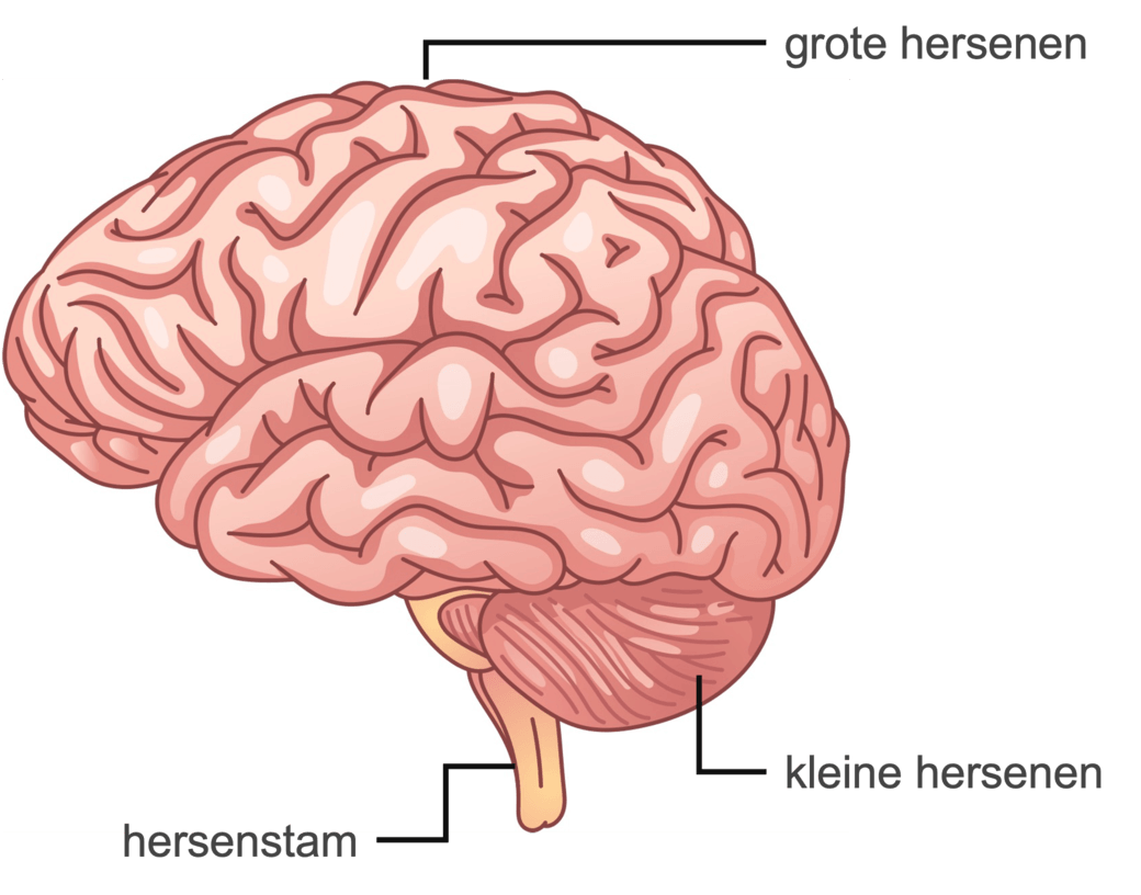Figuur 1: onderdelen hersenen