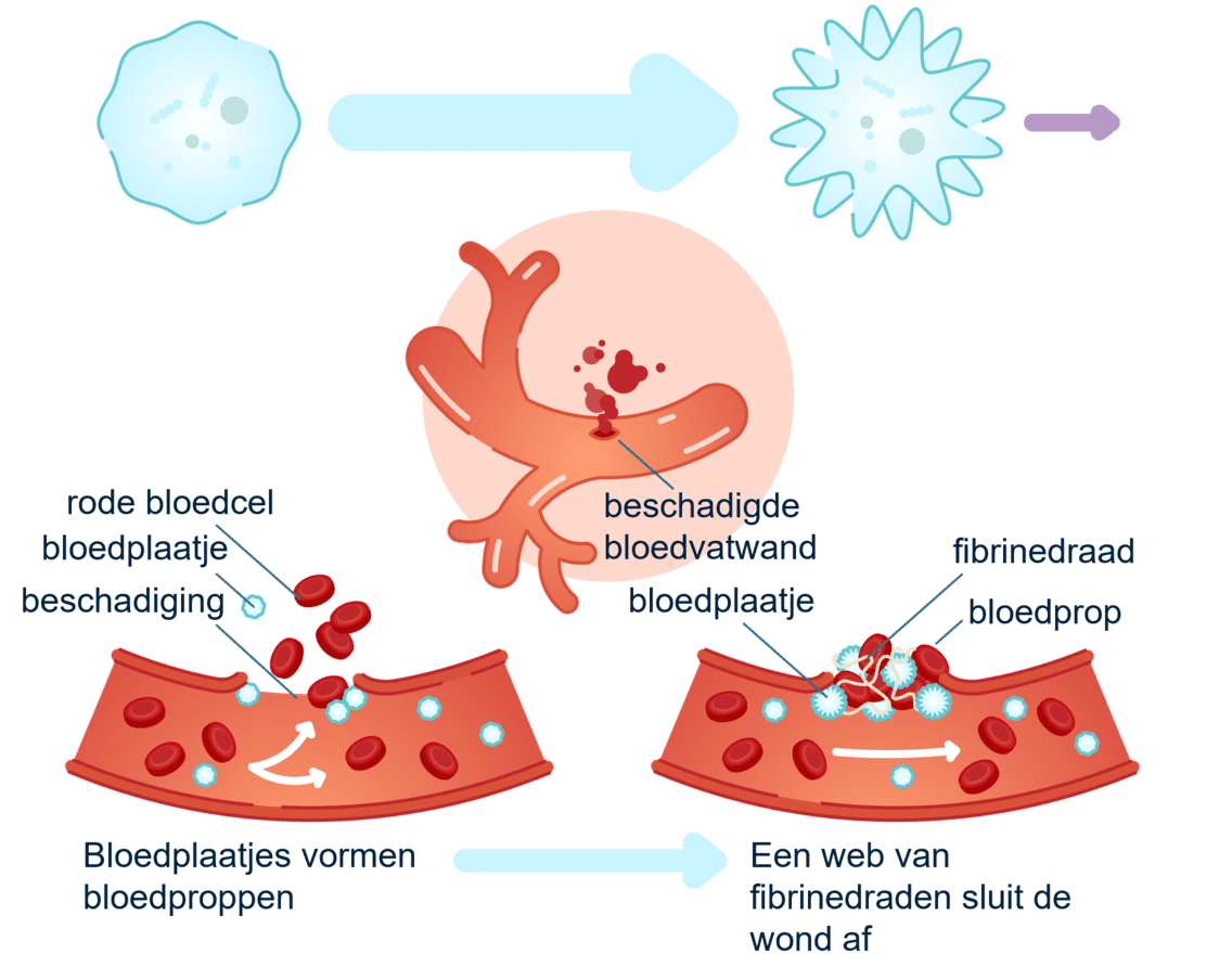 Bloedplaatjes repareren beschadigd haarvat