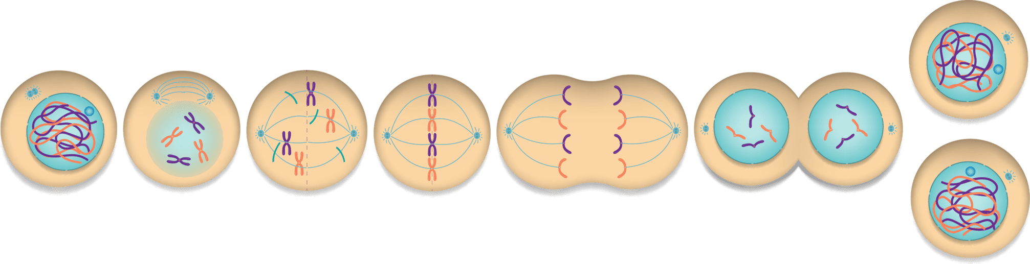 De mitosefase als schematisch weergave.