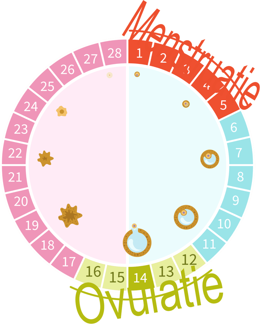 Afbeelding van de menstruatiecyclus