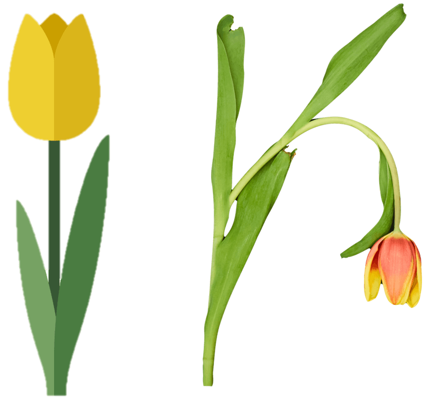 Kruidachtige plant: een tulp