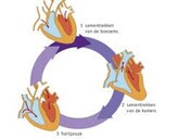 De drie fasen van de hartslag.