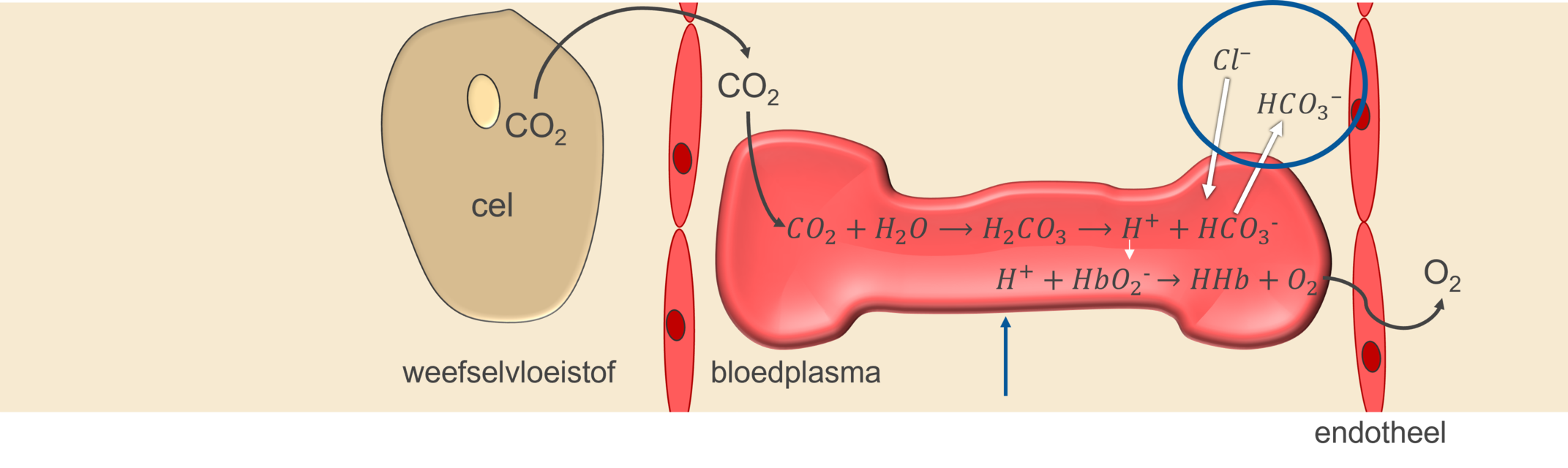 CO2 transport in het weefsel.