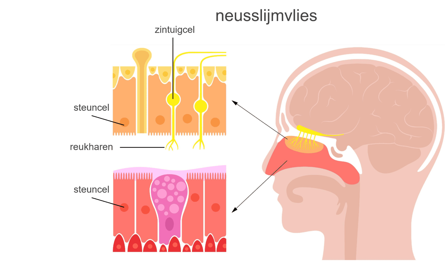 Afbeelding van de neus en de neusslijmvlies