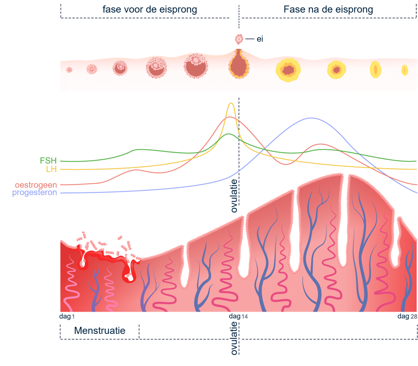 De menstruatiecyclus met de verschillende hormoonwaarden.