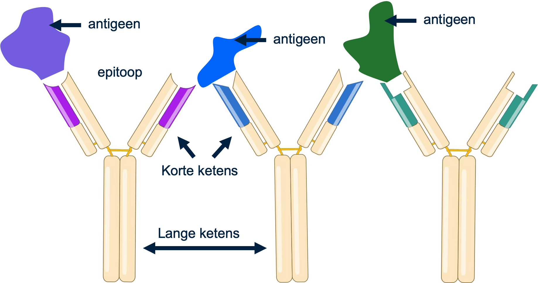 Figuur 2: antilichamen