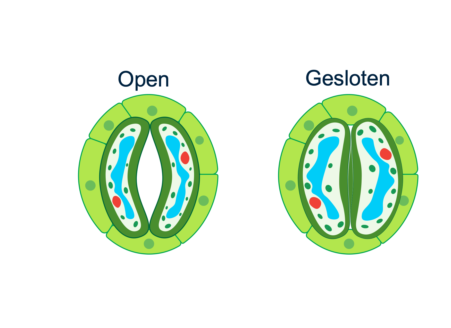 Figuur 4: huidmondjes