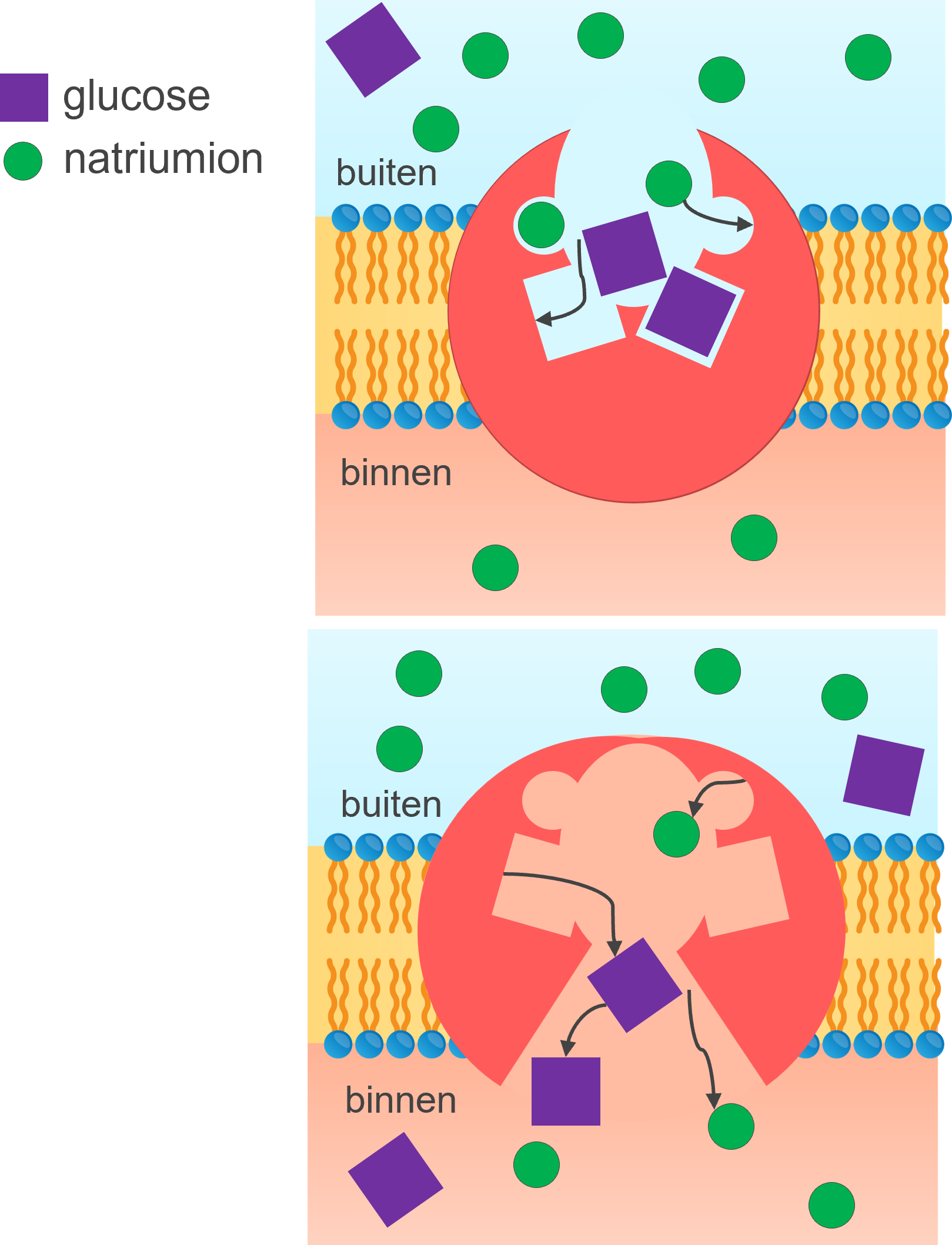 Afbeelding van een natrium-kaliumpomp.