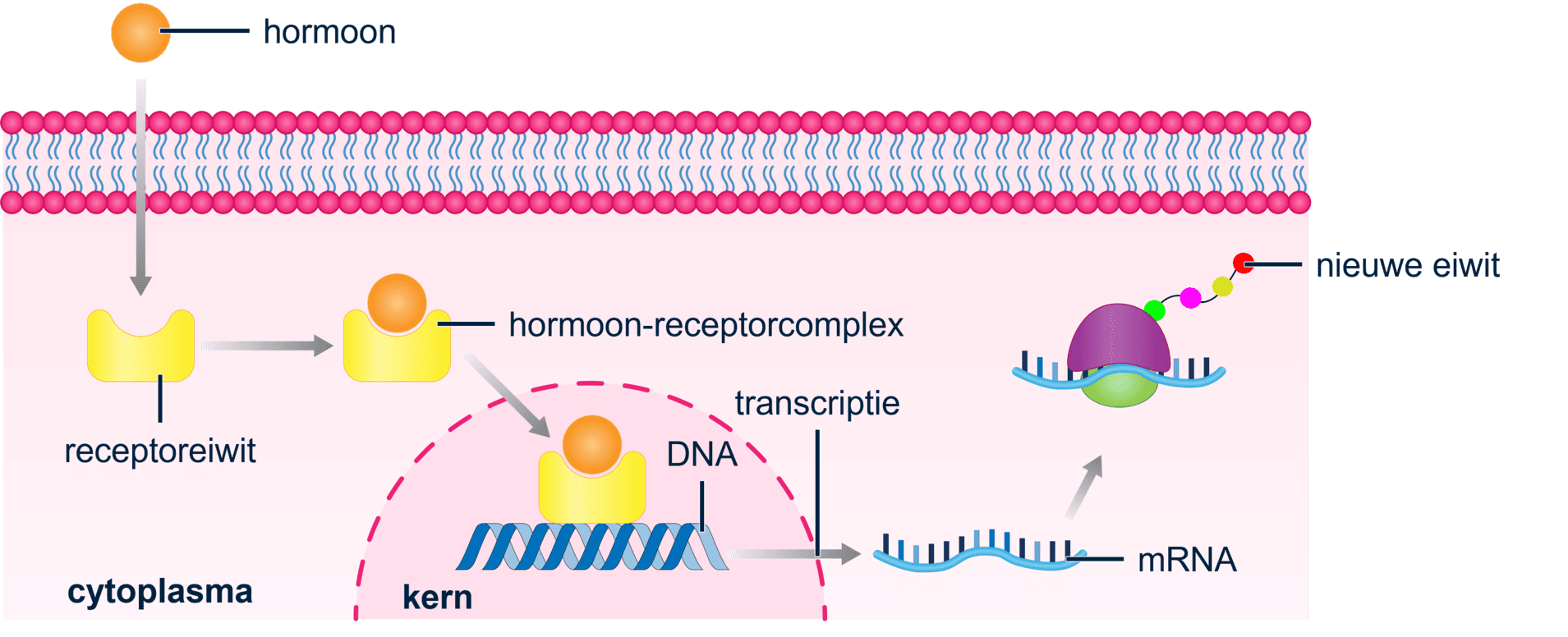 Schematische weergave van het hormoon-receptor complex