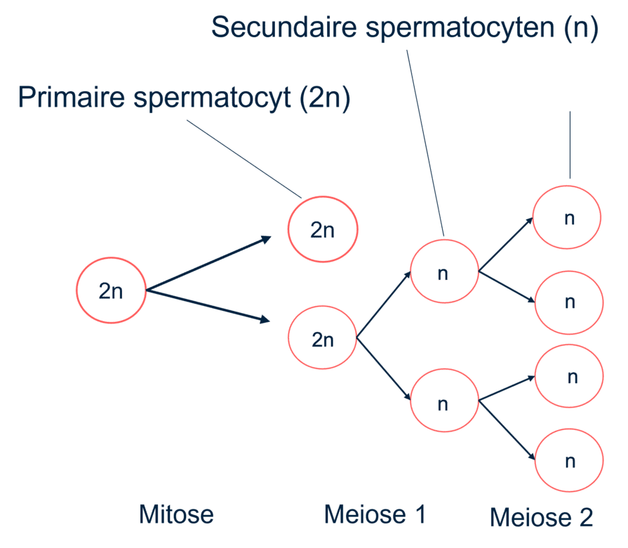 Spermatogenese schematisch weergegeven