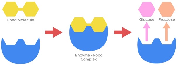 Afbeelding van een enzym dat een koolhydraat splitst.