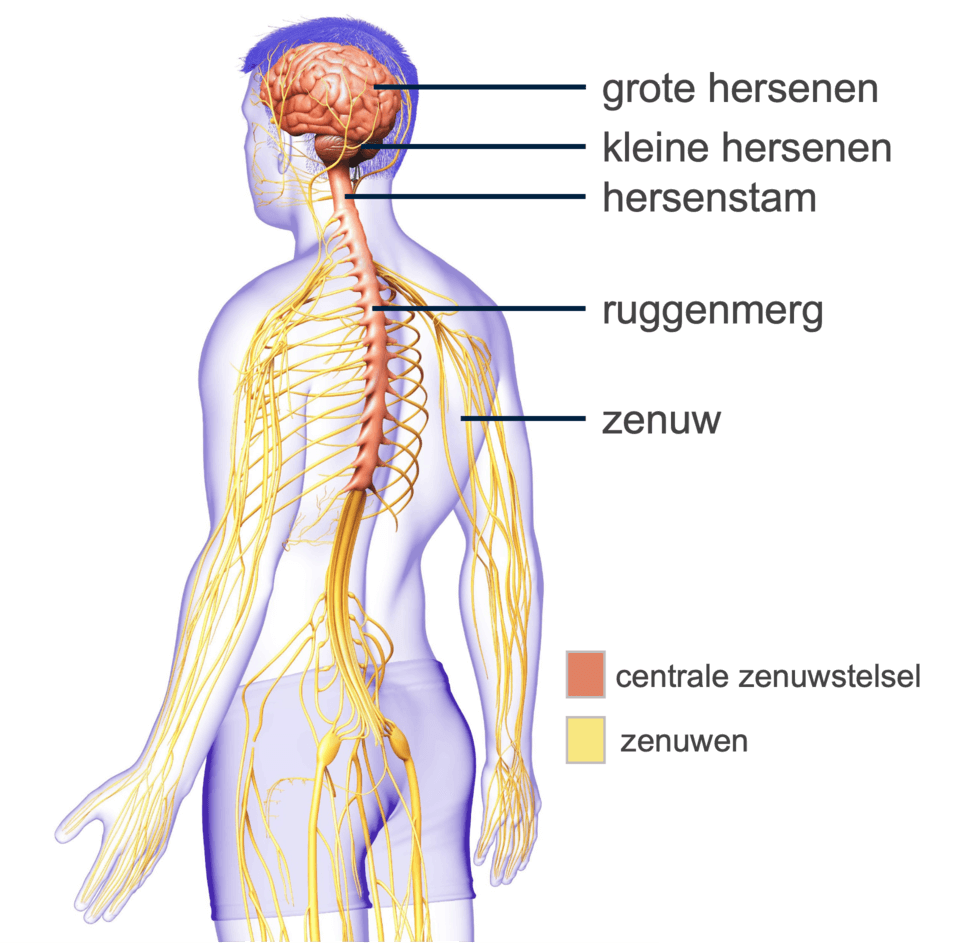 Het centrale zenuwstelsel