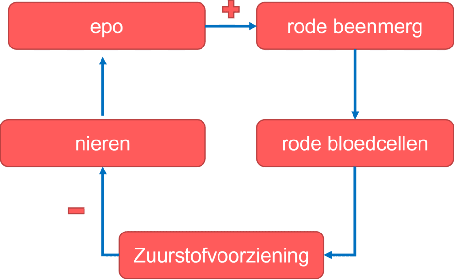 Afbeelding ter illustratie van de werking van EPO.