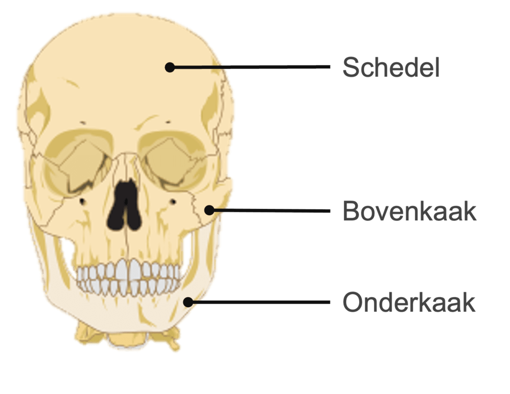 Schedel, bovenkaak en onderkaak