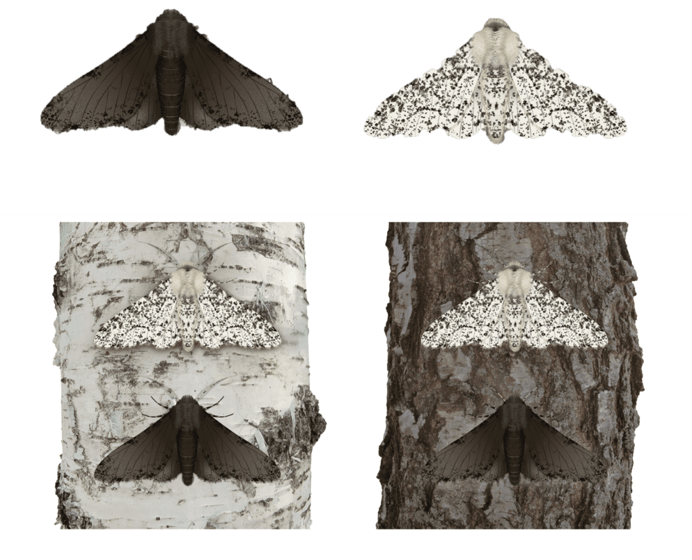 Afbeelding van een pepermot