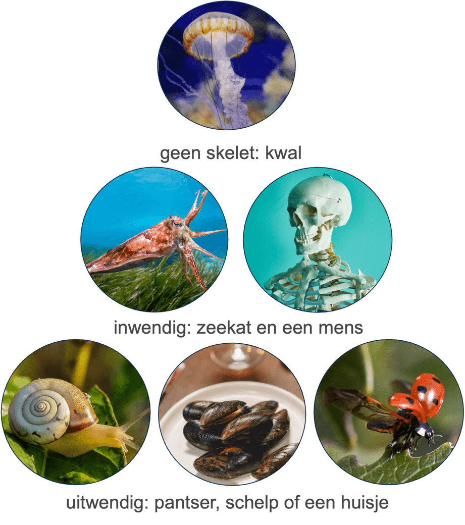 Verschillen in skelet bij dieren