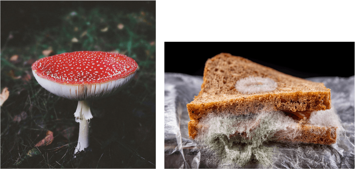 Sporen bij een paddenstoel en een broodje