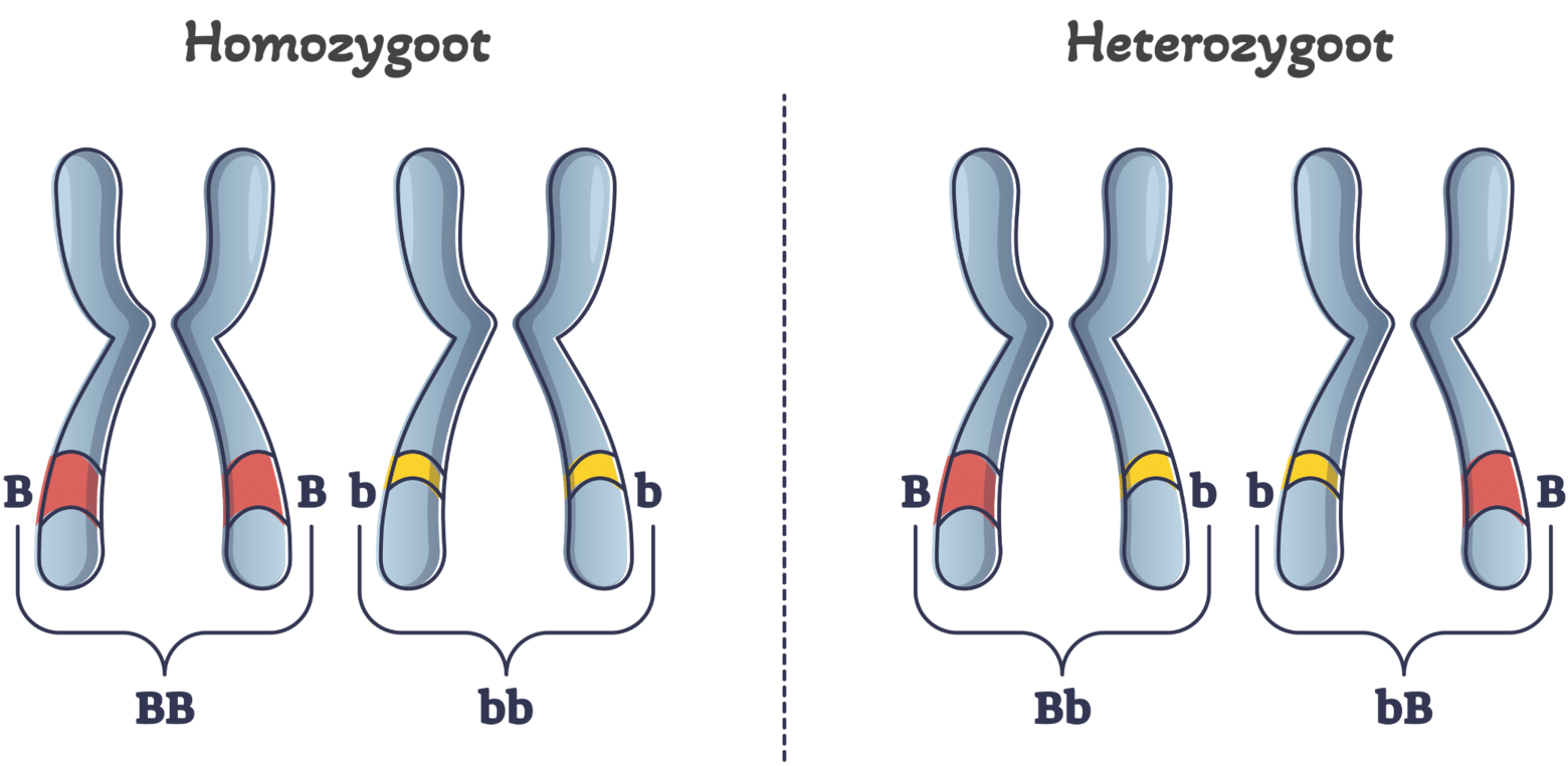 Homozygoot (links) en heterozygoot (rechts)