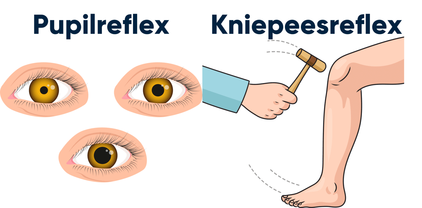 Afbeelding van twee voorbeelden van reflexen (pupilreflex en kniepeesreflex).