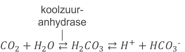 Koolzuuranhydrase