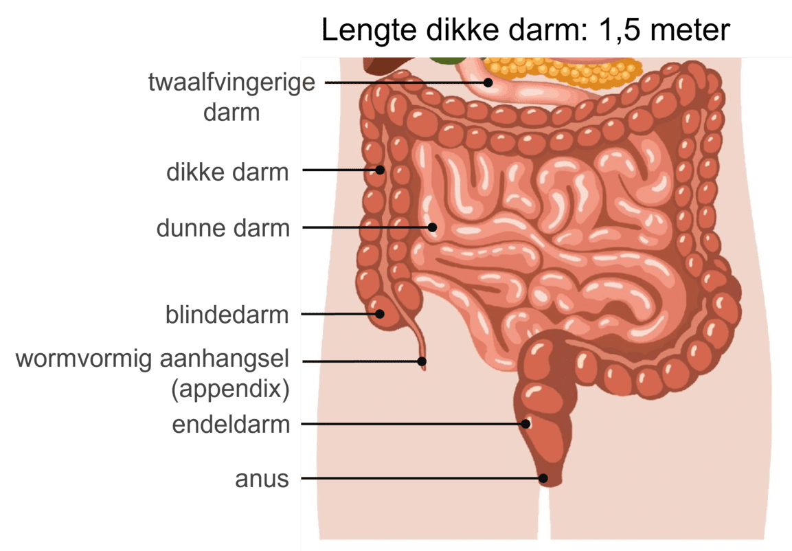 Diagram van de dikke darm met de belangrijkste functies aangegeven.