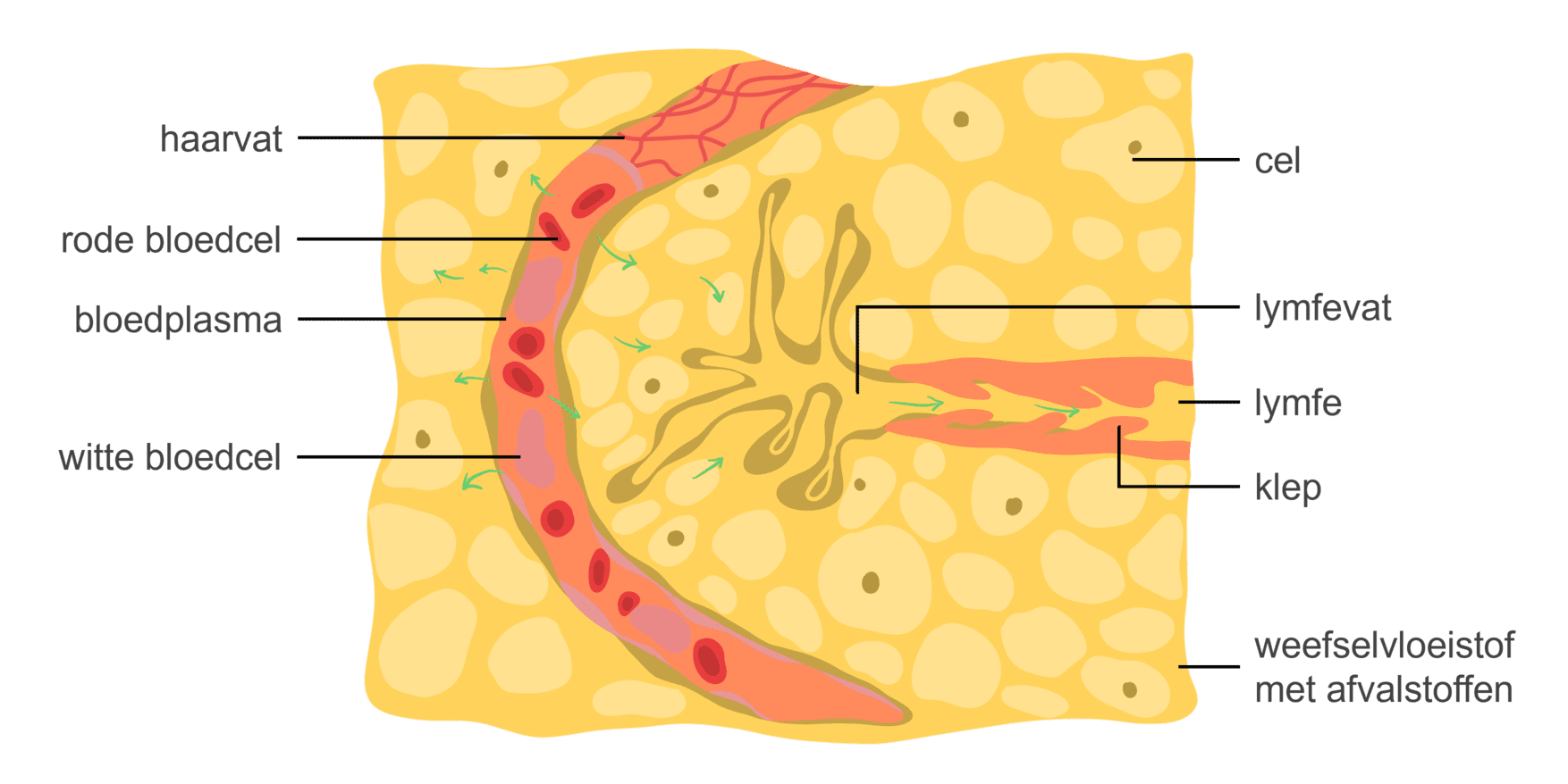 Afbeelding van een haarvat waarin het proces van uittreding van weefselvloeistof met afvalstoffen wordt getoond.