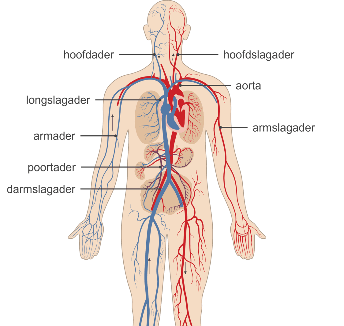 Illustratie van het bloedvatenstelsel