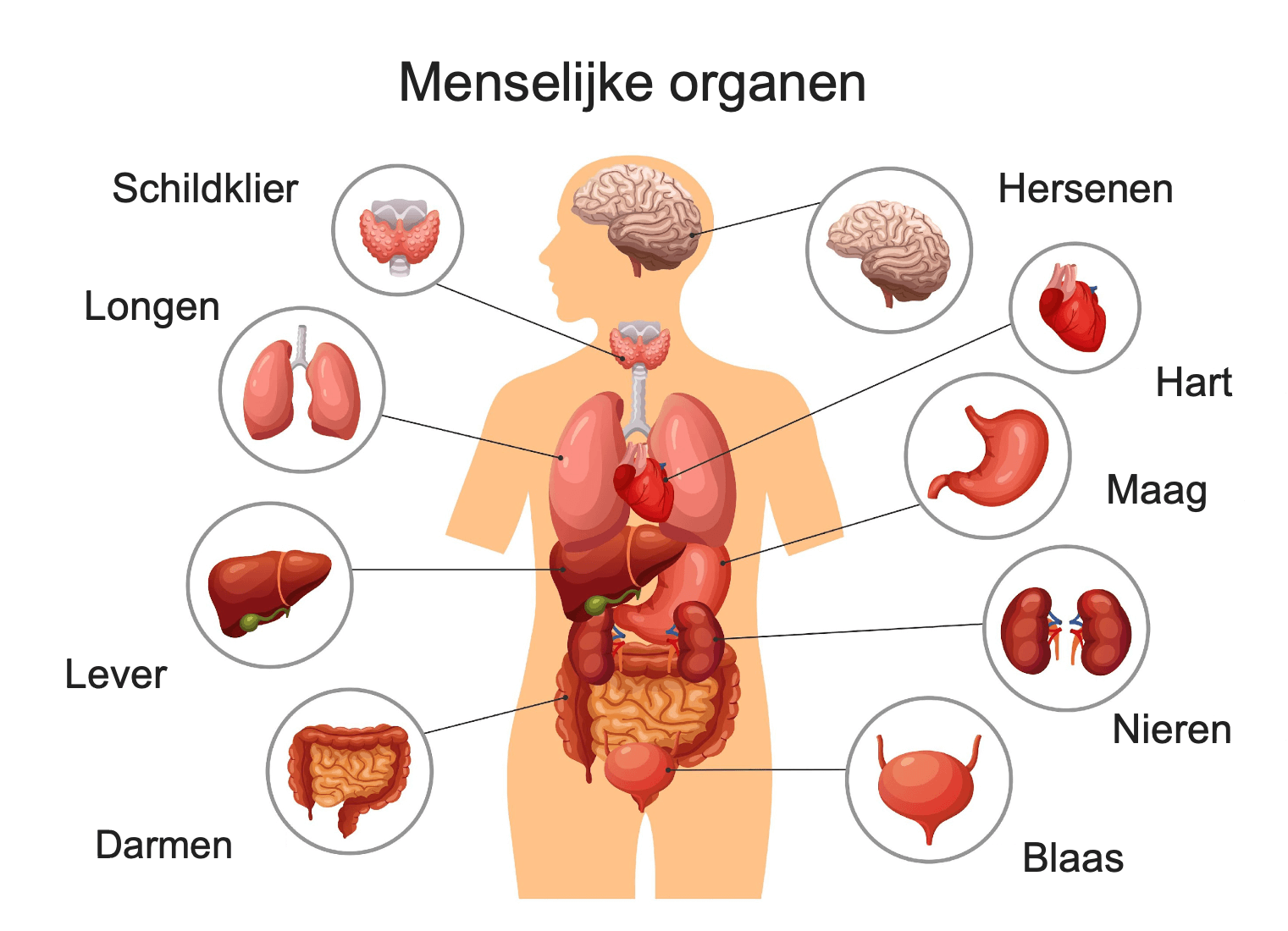 Organen in de torso en de hersenen