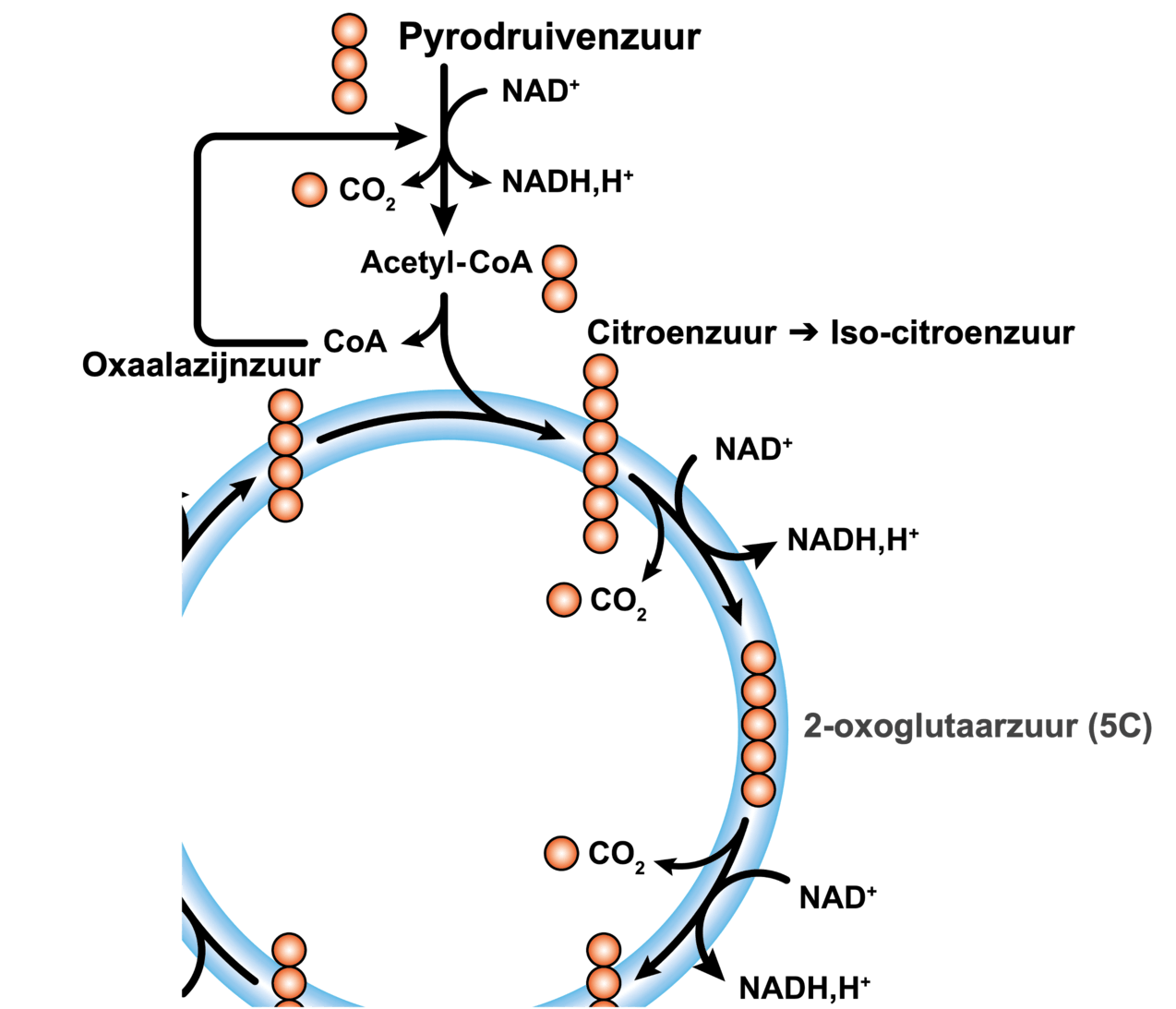 Vorming van 2-oxoglutaarzuur