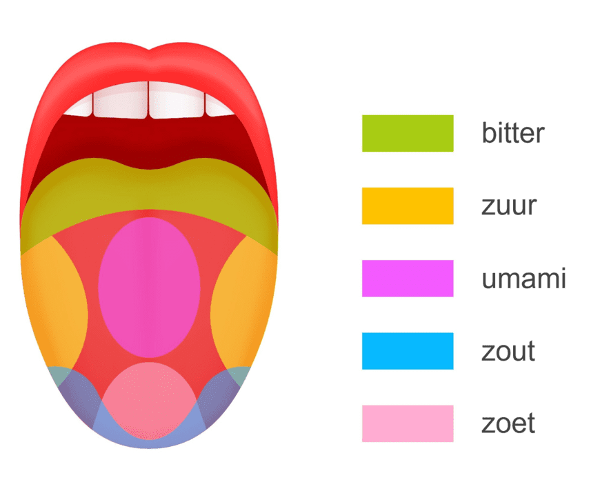 Afbeelding van de tong met de vier smaakgebieden
