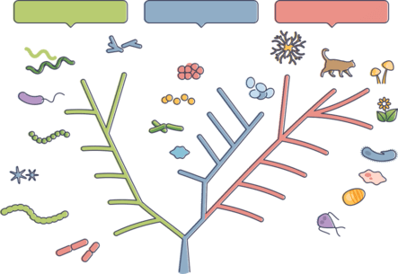 Afbeelding over de evolutietheorie waaruit blijkt dat alle levensvormen op aarde afstammen van één gemeenschappelijke ouder