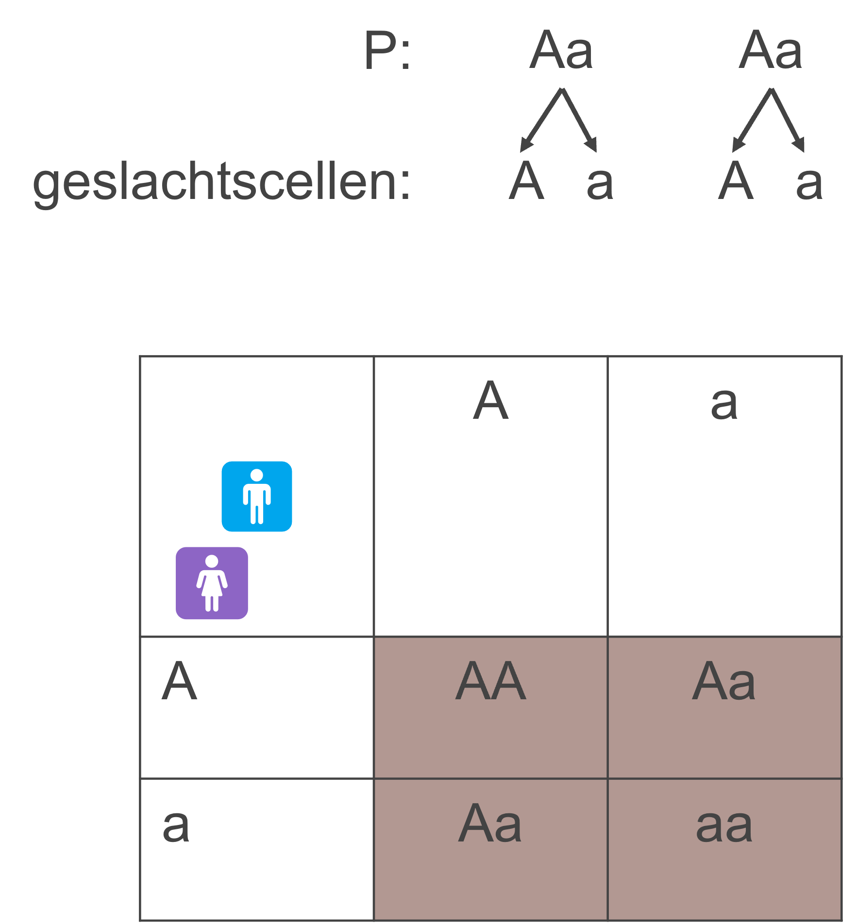 Afbeelding van het kruisingsschema