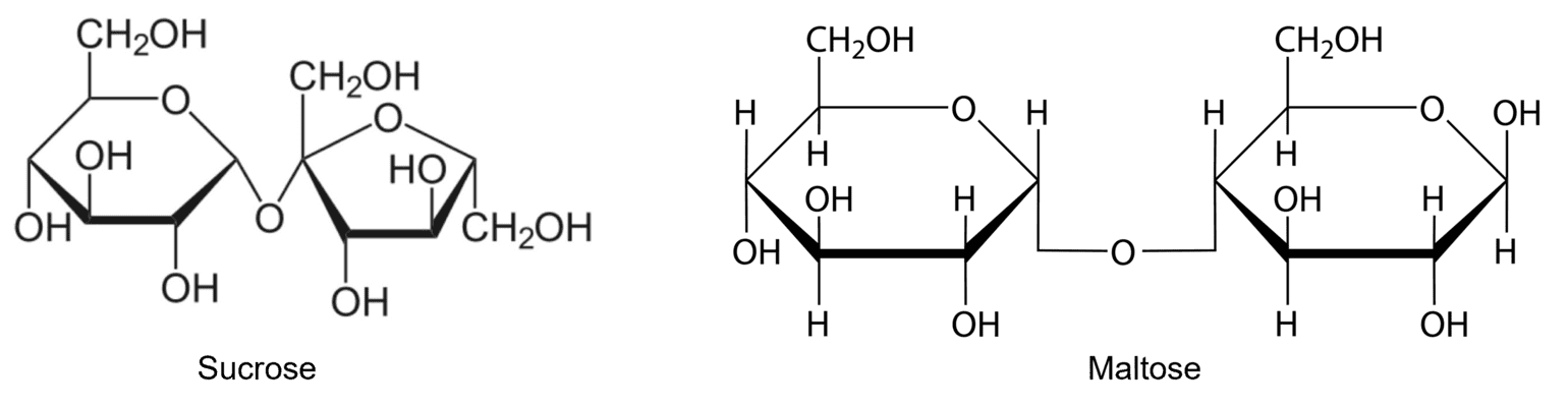 Afbeelding van voorbeelden van disachariden.