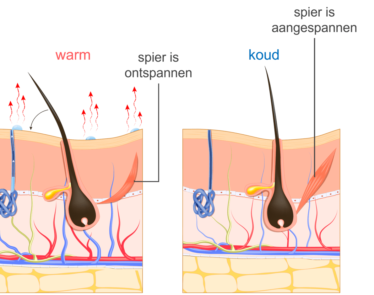 Schematische illustratie van hoe temperatuur gereguleerd wordt door de huid.